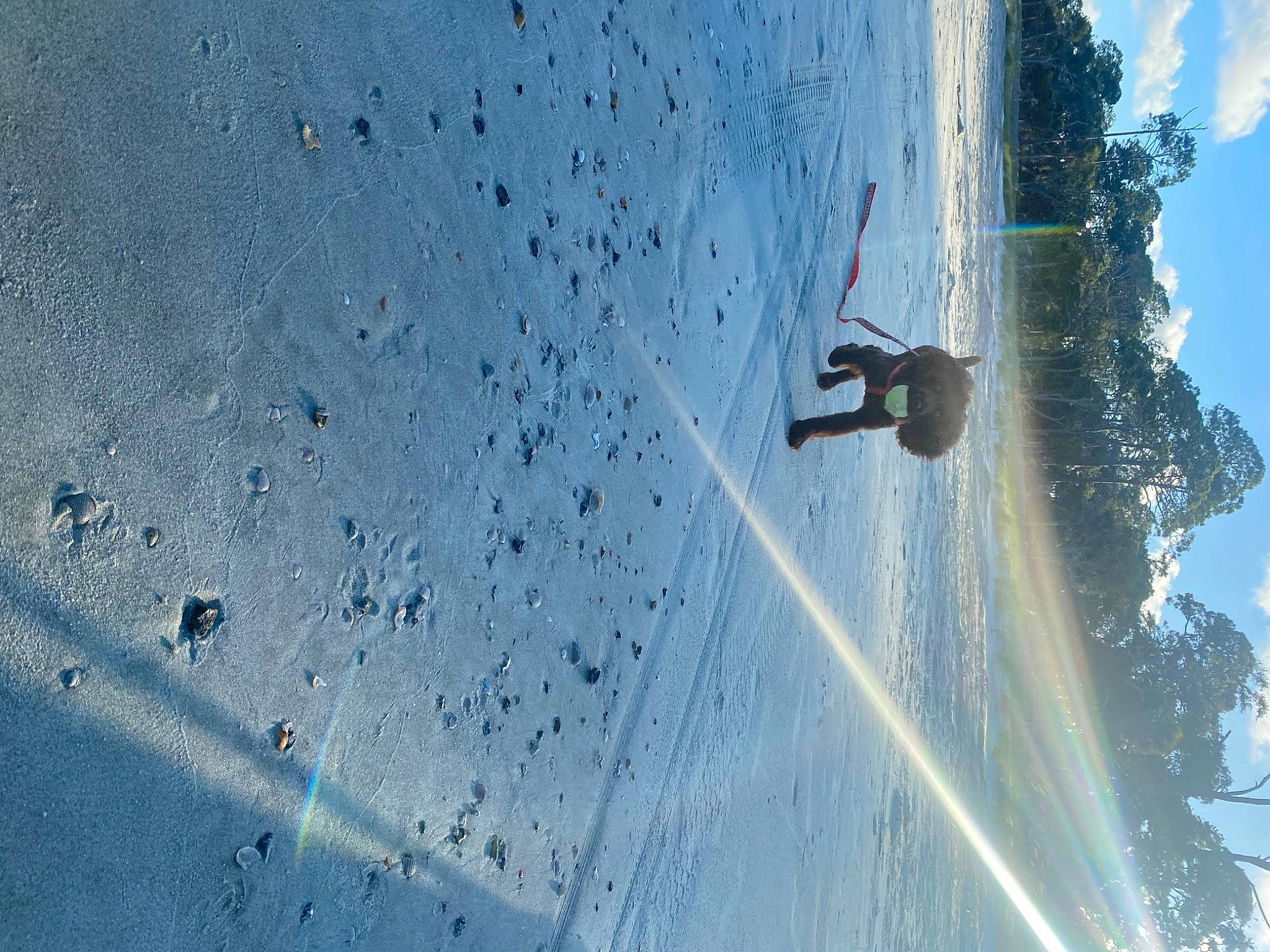 Copper joined the competition — help win amazing prizes! air_sports, atmosphere, azure, cloud, electric_blue, extreme_sport, landscape, nature, recreation, reflection, sky, slope, sunlight, tree, water, wind, wind_wave, wing, winter, wood