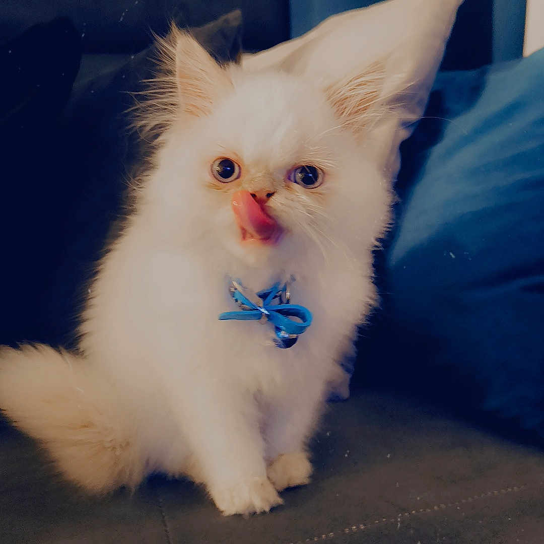 Simba participe au concours pour gagner de l'argent avec cette photo : animal, blue_bow, cat, couch, curious, cute, domestic_animal, feline, fluffy, indoor, kitten, licking_nose, pet, pillow, playful, sitting, small, soft_fur, white_fur, young