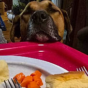 Hambone is registered to the contest to win money with this photo: animal, animal_face, bread, brown_dog, carrots, close_up, curious, dog, food, fork, home, indoor, kitchen, nose, pet, plate, snack, table, tray, waiting