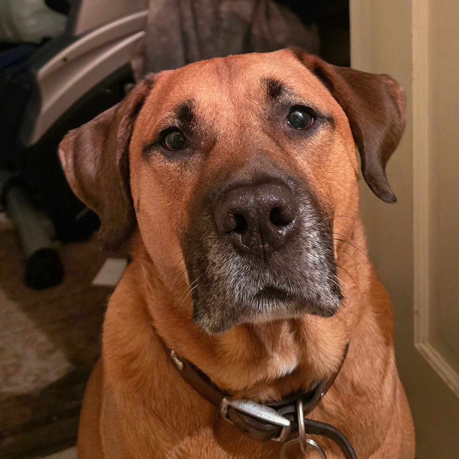 Hambone