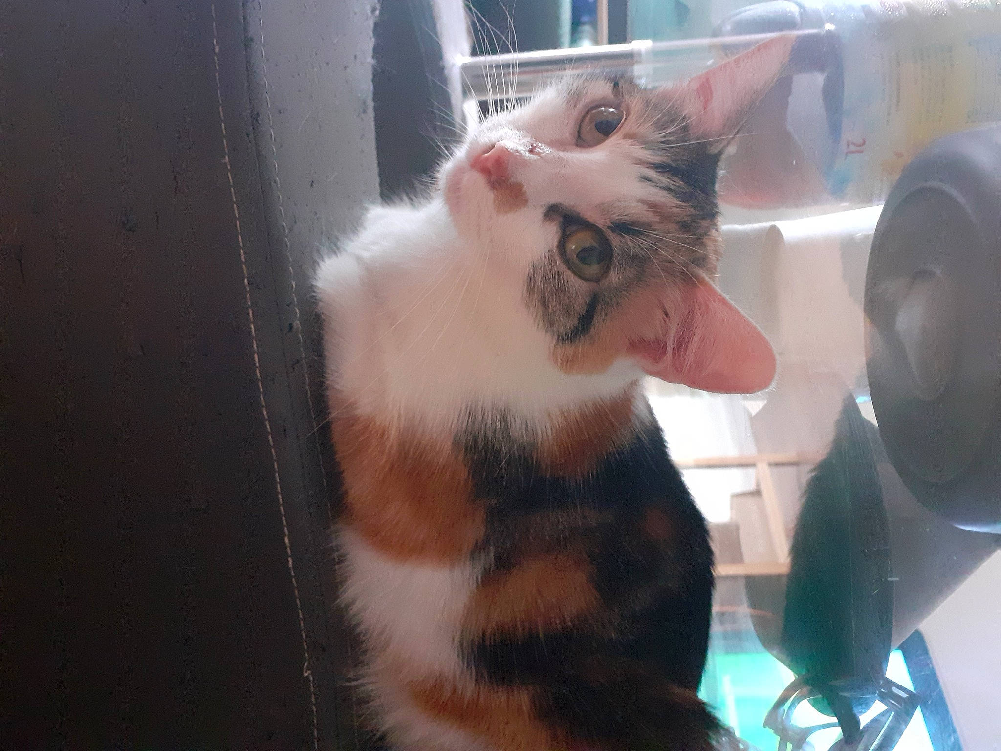 Mila a rejoint le concours — aidez-le/la à gagner de superbes lots ! animal_shelter, carnivore, cat, claw, domestic_short_haired_cat, felidae, fur, paw, pet_supply, small_to_medium_sized_cats, snout, tail, whiskers, window