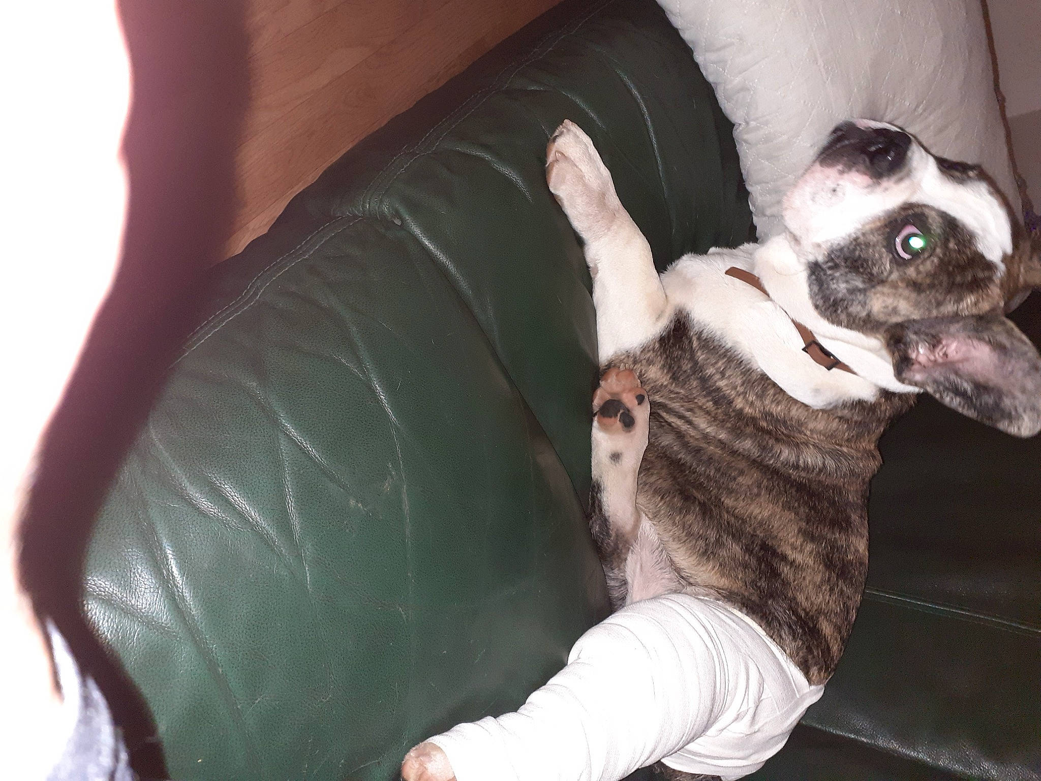 Horacio participe au concours pour gagner de l'argent avec cette photo : canidae, carnivore, comfort, companion_dog, dog, dog_breed, ear, elbow, fawn, fur, hand, human_leg, jaw, knee, sitting, snout, sporting_group, terrestrial_animal, thigh, whiskers