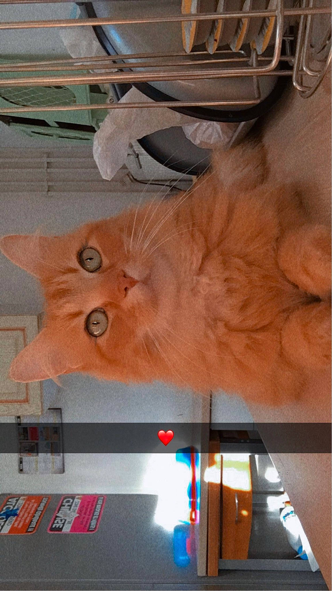 Caramel a rejoint le concours — aidez-le/la à gagner de superbes lots ! art, canidae, carnivore, cat, dog_breed, domestic_short_haired_cat, fawn, felidae, fur, mammal, orange, room, small_to_medium_sized_cats, snout, sporting_group, tail, tire, visual_arts, whiskers, wood