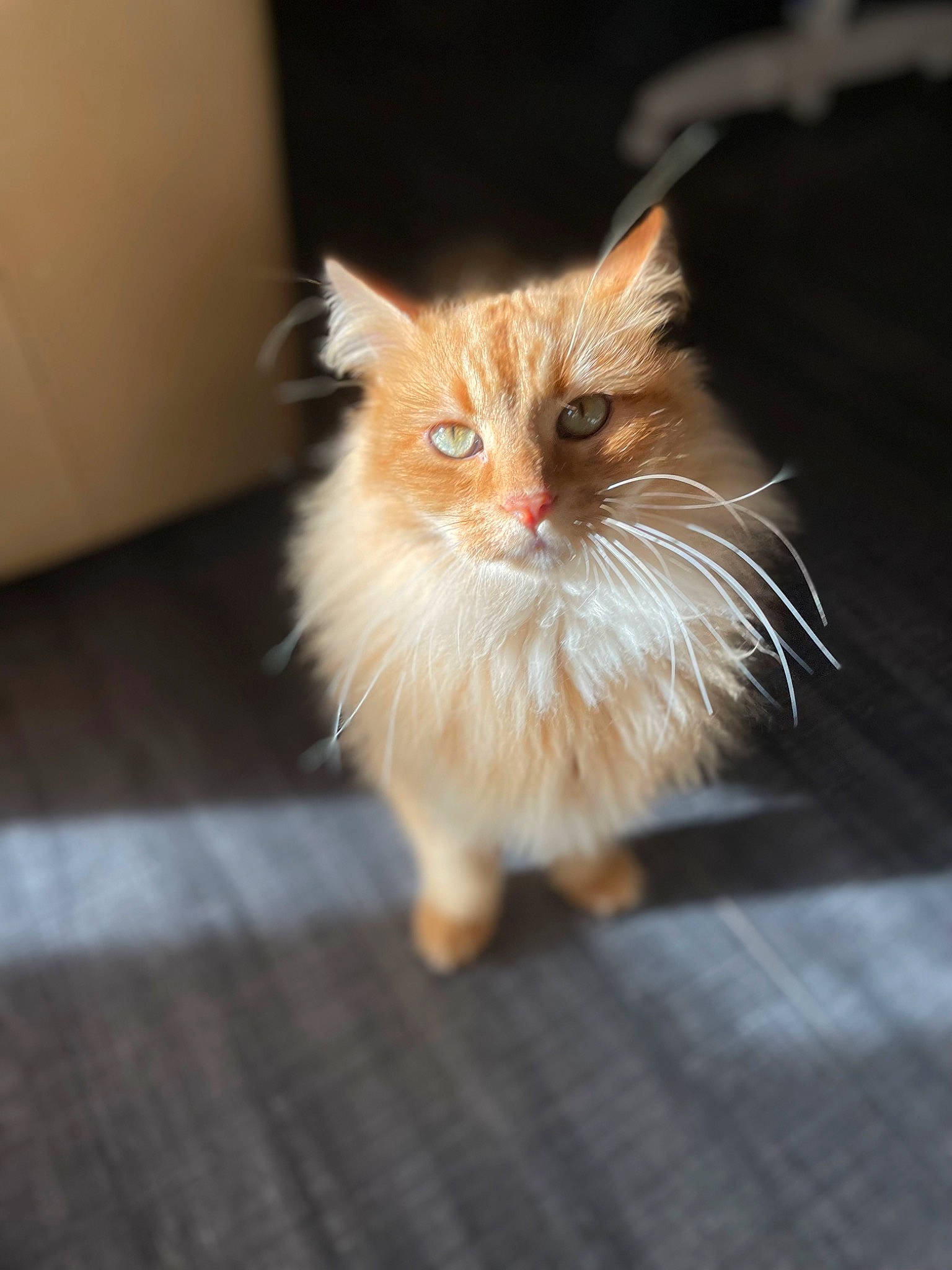 Caramel a rejoint le concours — aidez-le/la à gagner de superbes lots ! art, carnivore, cat, claw, eye, fawn, felidae, flooring, fur, hardwood, paw, small_to_medium_sized_cats, snout, tail, terrestrial_animal, whiskers, wood