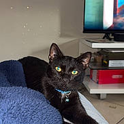 Sprite participe au concours pour gagner de l'argent avec cette photo : black_cat, cat, pet, animal, indoor, blanket, blue_blanket, feline, stretching, yellow_eyes, collar, bell, relaxed, living_room, television, furniture, floor, shelf, home, cozy