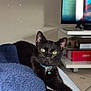 black_cat, cat, pet, animal, indoor, blanket, blue_blanket, feline, stretching, yellow_eyes, collar, bell, relaxed, living_room, television, furniture, floor, shelf, home, cozy