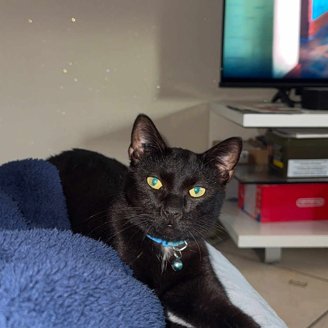 Sprite participe au concours pour gagner de l'argent avec cette photo : animal, bell, black_cat, blanket, blue_blanket, cat, collar, cozy, feline, floor, furniture, home, indoor, living_room, pet, relaxed, shelf, stretching, television, yellow_eyes