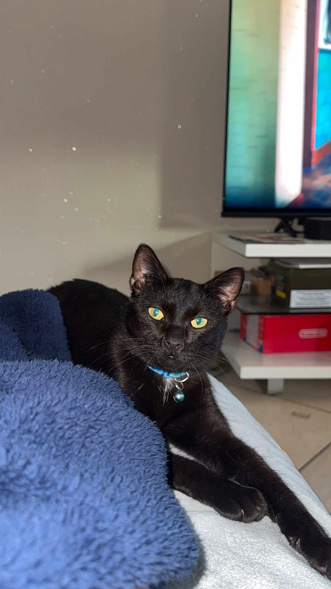 Sprite participe au concours pour gagner de l'argent avec cette photo : black_cat, cat, pet, animal, indoor, blanket, blue_blanket, feline, stretching, yellow_eyes, collar, bell, relaxed, living_room, television, furniture, floor, shelf, home, cozy