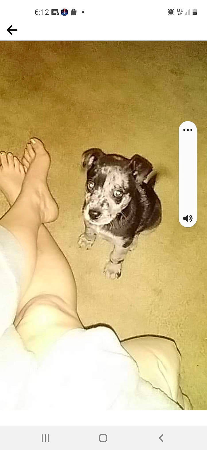 Colt is registered to the contest to win money with this photo: art, barefoot, carnivore, comfort, companion_dog, dog, dog_breed, fawn, foot, gesture, human_leg, illustration, jaw, knee, painting, paw, snout, visual_arts, whiskers, working_animal