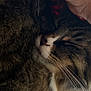 animal, cat, close_up, comfort, cozy, cute, domestic, face, fur, hand, indoor, mammal, pet, relaxation, resting, sleeping, soft, tabby, warm, whiskers