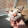 cat, close_up, hand, window, sunlight, mesh_screen, pet, animal, feline, indoor, whiskers, ears, nose, paw, human_hand, relaxation, daylight, domestic_animal, face, eye