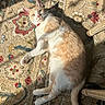 Emaline is registered to the contest to win money with this photo: cat, orange_and_white_cat, carpet, patterned_rug, sunlight, indoor, relaxed, pet, feline, home, wooden_chair_leg, curious, lying_down, whiskers, paw, shadow, cozy, domestic_animal, fur, collar