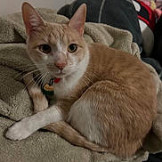 Emaline is registered to the contest to win money with this photo: cat, orange_cat, white_cat, pet, animal, feline, domestic_cat, blanket, soft_texture, indoor, cute, resting, fur, whiskers, collar, tag, relaxed, closeup, bedroom, curious