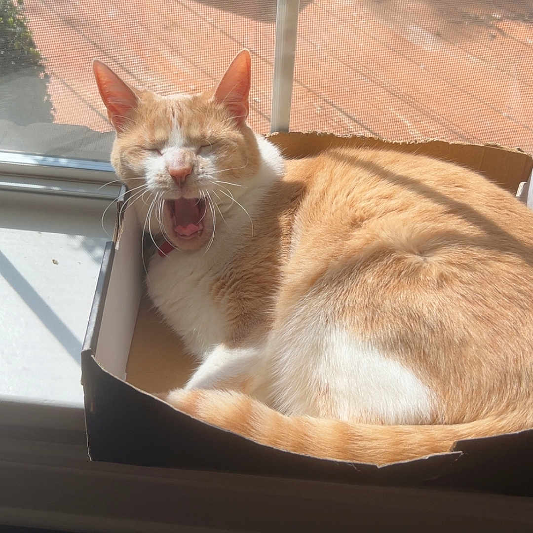 Emaline joined the competition — help win amazing prizes! cat, orange_cat, white_cat, yawning, cardboard_box, windowsill, sunlight, indoor, outdoor_view, window_screen, pet, animal, relaxed, sleepy, fur, tail, home, daylight, resting, cozy