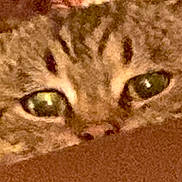 Jordan participe au concours pour gagner de l'argent avec cette photo : cat, close_up, face, eyes, fur, pet, animal, tabby, whiskers, nose, indoor, cozy, soft_focus, brown, yellow_eyes, cute, domestic, feline, resting, peek