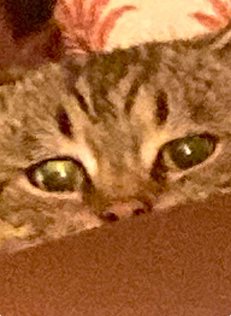 Jordan participe au concours pour gagner de l'argent avec cette photo : cat, close_up, face, eyes, fur, pet, animal, tabby, whiskers, nose, indoor, cozy, soft_focus, brown, yellow_eyes, cute, domestic, feline, resting, peek