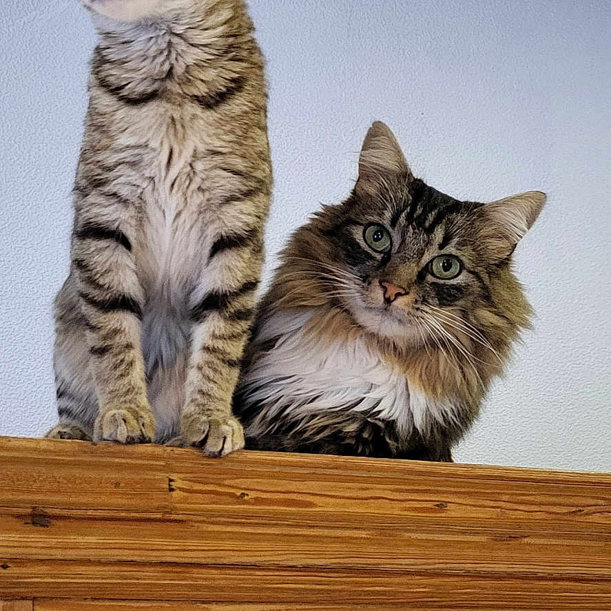 Elvis Et Galiléa a rejoint le concours — aidez-le/la à gagner de superbes lots ! abyssinian, animal, architecture, cabinet, cat, closet, cupboard, door, drawer, furniture, hardwood, indoors, interiordesign, kitten, manx, pet, plywood, shelf, stainedwood, wood