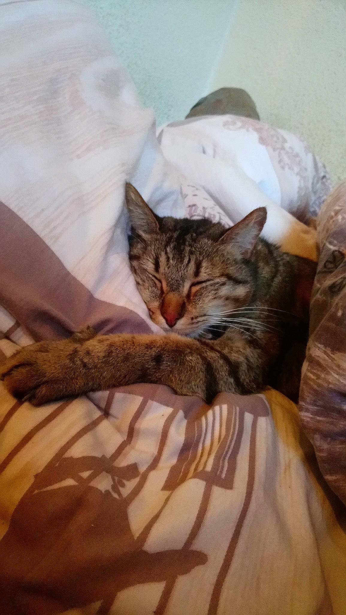 Luis participe au concours pour gagner de l'argent avec cette photo : arabian_mau, asian, bengal, california_spangled, carnivore, cat, chausie, domestic_short_haired_cat, dragon_li, european_shorthair, felidae, kitten, mammal, ocicat, pixie_bob, savannah, small_to_medium_sized_cats, sokoke, tabby_cat, whiskers