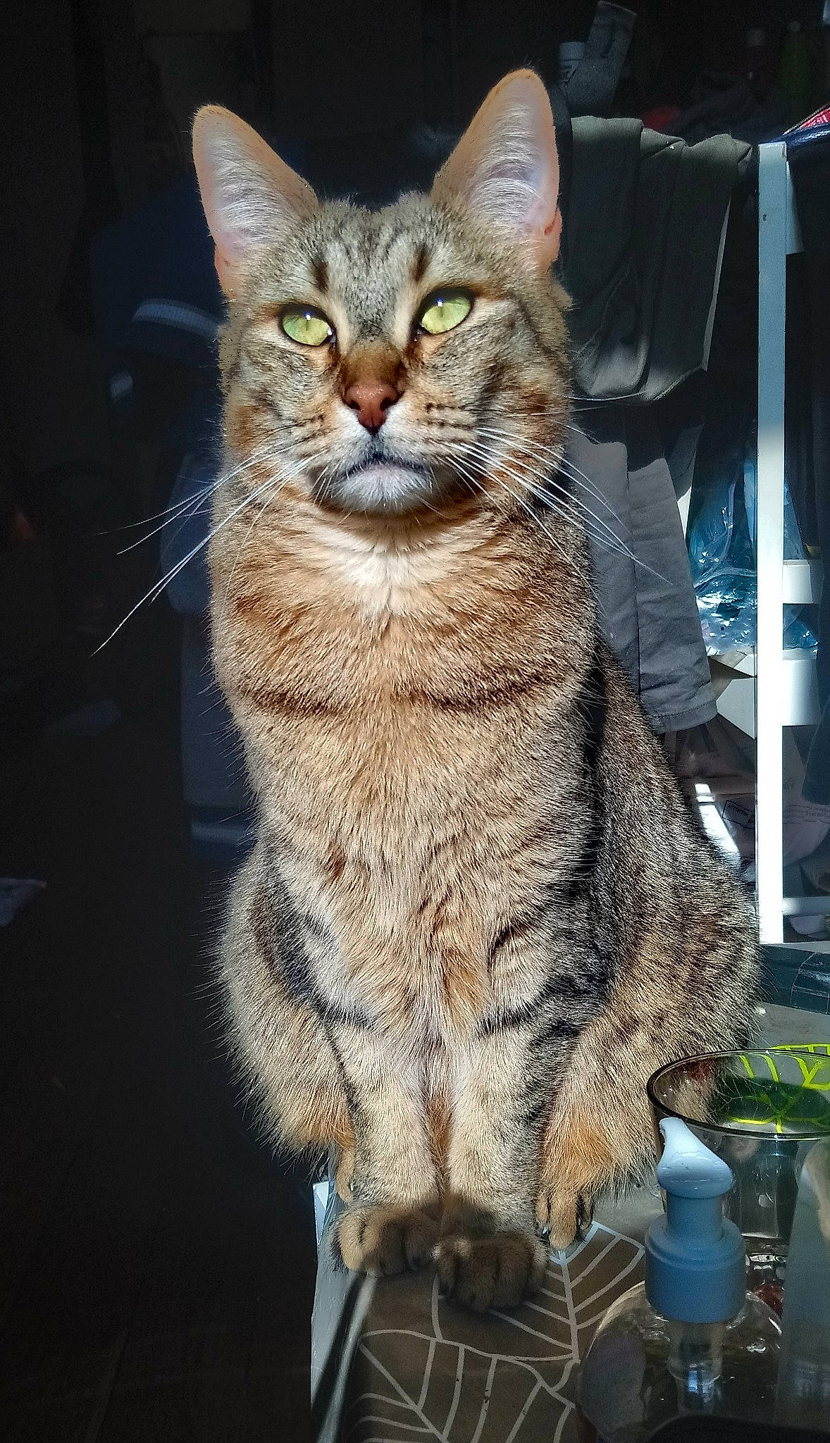 Luis participe au concours pour gagner de l'argent avec cette photo : american_bobtail, asian, california_spangled, carnivore, cat, chausie, domestic_short_haired_cat, dragon_li, egyptian_mau, european_shorthair, felidae, mammal, ocicat, pixie_bob, small_to_medium_sized_cats, sokoke, tabby_cat, vertebrate, whiskers, wild_cat