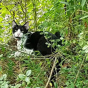 Ironhide joined the competition — help win amazing prizes! cat, black_and_white, animal, outdoor, greenery, foliage, nature, wildlife, plants, leaves, grass, forest, curious, alert, sitting, pet, mammal, whiskers, tail, daylight