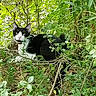 cat, black_and_white, animal, outdoor, greenery, foliage, nature, wildlife, plants, leaves, grass, forest, curious, alert, sitting, pet, mammal, whiskers, tail, daylight