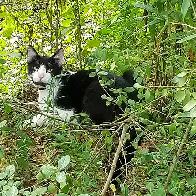 Ironhide joined the competition — help win amazing prizes! cat, black_and_white, animal, outdoor, greenery, foliage, nature, wildlife, plants, leaves, grass, forest, curious, alert, sitting, pet, mammal, whiskers, tail, daylight