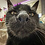 Sadie joined the competition — help win amazing prizes! abyssinian, adult, animal, blackcat, bodypart, cat, computerhardware, electronics, female, furniture, hardware, indoors, kitten, manx, monitor, person, pet, screen, snout, woman