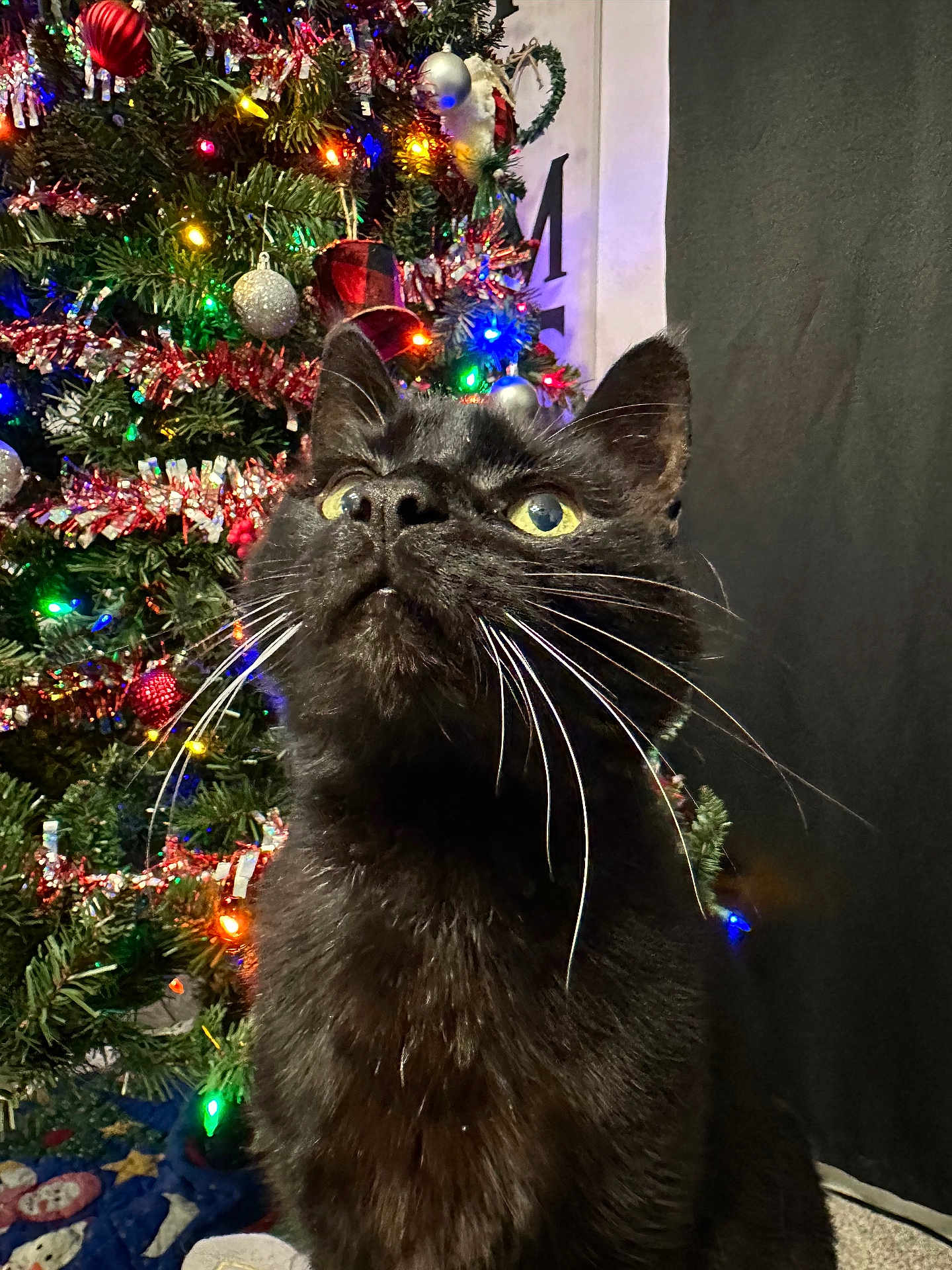 Sadie joined the competition — help win amazing prizes! accessories, animal, blackcat, cat, christmas, christmasdecorations, christmastree, festival, kitten, lighting, manx, nature, night, ornament, outdoors, person, pet, plant, pottedplant, tree