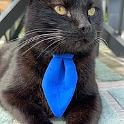 Sadie is registered to the contest to win money with this photo: abyssinian, accessories, animal, blackcat, cat, collar, formalwear, kitten, manx, necktie, pet, strap, tie