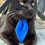 abyssinian, accessories, animal, blackcat, cat, collar, formalwear, kitten, manx, necktie, pet, strap, tie