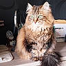 Michka participe au concours pour gagner de l'argent avec cette photo : cat, fluffy, green_eyes, sitting, indoor, wooden_cabinet, feline, portrait, domestic_cat, long_hair, pet, cute, tabby, fur, whiskers, tail, eyes, animal, household, relaxed