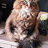 Michka a rejoint le concours — aidez-le/la à gagner de superbes lots ! cat, fluffy, green_eyes, sitting, wooden_cabinet, indoor, flower, vase, decor, furniture, pet, long_hair, tail, cute, domestic_animal, close_up, portrait, whiskers, ears, soft_fur
