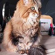 Michka a rejoint le concours — aidez-le/la à gagner de superbes lots ! cat, fluffy, green_eyes, sitting, wooden_cabinet, tail, indoor, mirror, desk_accessories, furniture, pet, fur, animal, close_up, portrait, tabby, calm, cute, domestic_cat, whiskers