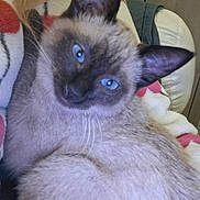 Lyra a rejoint le concours — aidez-le/la à gagner de superbes lots ! cat, siamese_cat, blue_eyes, fur, whiskers, ear, blanket, cozy, indoor, pet, animal, closeup, face, curious, relaxed, feline, soft, cute, comfort, resting