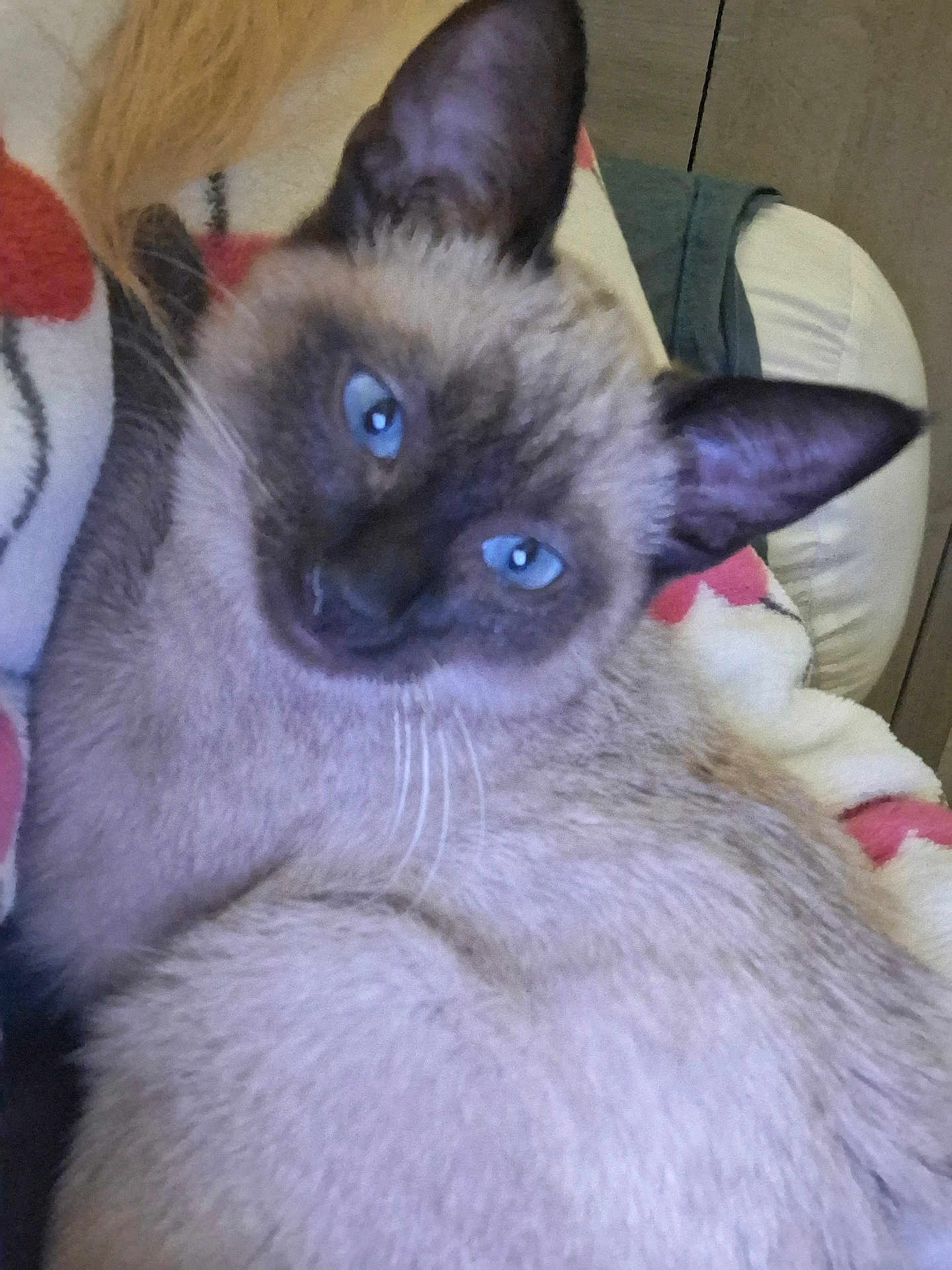 Lyra a rejoint le concours — aidez-le/la à gagner de superbes lots ! cat, siamese_cat, blue_eyes, fur, whiskers, ear, blanket, cozy, indoor, pet, animal, closeup, face, curious, relaxed, feline, soft, cute, comfort, resting