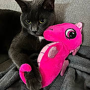 Plume participe au concours pour gagner de l'argent avec cette photo : animal, blanket, cat, claw, close_up, cozy, cuddly, cute, domestic_cat, feline, gray_cat, indoor, paw, pet, pink_seahorse, plush_toy, resting, soft_texture, stuffed_animal, yellow_eyes