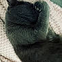 Plume a rejoint le concours — aidez-le/la à gagner de superbes lots ! animal, blanket, cat, close_up, cozy, cute, domestic_cat, feline, fur, gray_cat, indoor, nap, paw, peaceful, pet, relaxing, resting, sleeping, soft_texture, whiskers