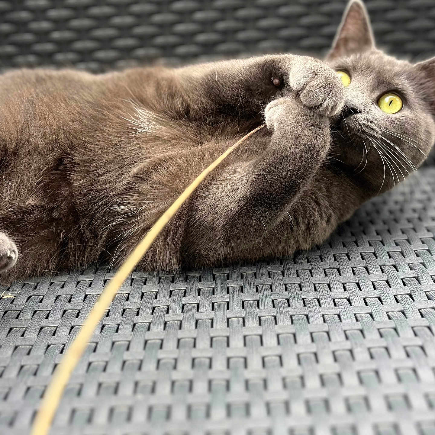 Plume a rejoint le concours — aidez-le/la à gagner de superbes lots ! animal, cat, claws, close_up, curious, cute, domestic_cat, feline, fur, gray_cat, lying_down, outdoor, paws, pet, playful, relaxed, toy, whiskers, woven_surface, yellow_eyes