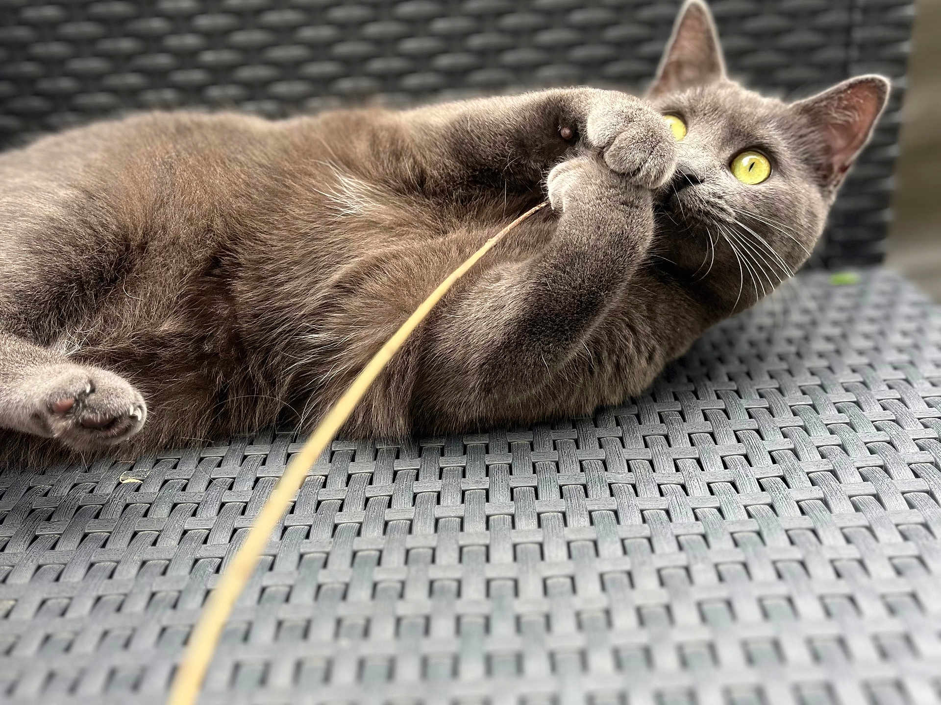 Plume a rejoint le concours — aidez-le/la à gagner de superbes lots ! animal, cat, claws, close_up, curious, cute, domestic_cat, feline, fur, gray_cat, lying_down, outdoor, paws, pet, playful, relaxed, toy, whiskers, woven_surface, yellow_eyes