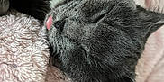 Plume participe au concours pour gagner de l'argent avec cette photo : animal, blanket, cat, close_up, cozy, cute, domestic_cat, ear, feline, fur, gray_cat, nap, pet, pink_blanket, relaxation, resting, sleeping, soft_texture, tongue_out, whiskers