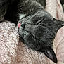 animal, blanket, cat, close_up, cozy, cute, domestic_cat, ear, feline, fur, gray_cat, nap, pet, pink_blanket, relaxation, resting, sleeping, soft_texture, tongue_out, whiskers