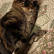 Cat joined the competition — help win amazing prizes! cat, tabby, sunglasses, quilt, floral, toy_gun, pet, indoor, relaxed, sleeping, cozy, animal, cute, funny, accessories, feline, resting, pattern, bed, domestic_cat