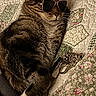 cat, tabby, sunglasses, quilt, floral, toy_gun, pet, indoor, relaxed, sleeping, cozy, animal, cute, funny, accessories, feline, resting, pattern, bed, domestic_cat