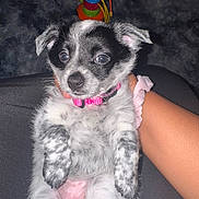 Luna is registered to the contest to win money with this photo: puppy, dog, black_and_white, pink_collar, pet, cute, animal, fur, small_dog, indoor, toy, human_arm, hand, looking, lying_down, close_up, young, domestic_animal, fluffy, adorable