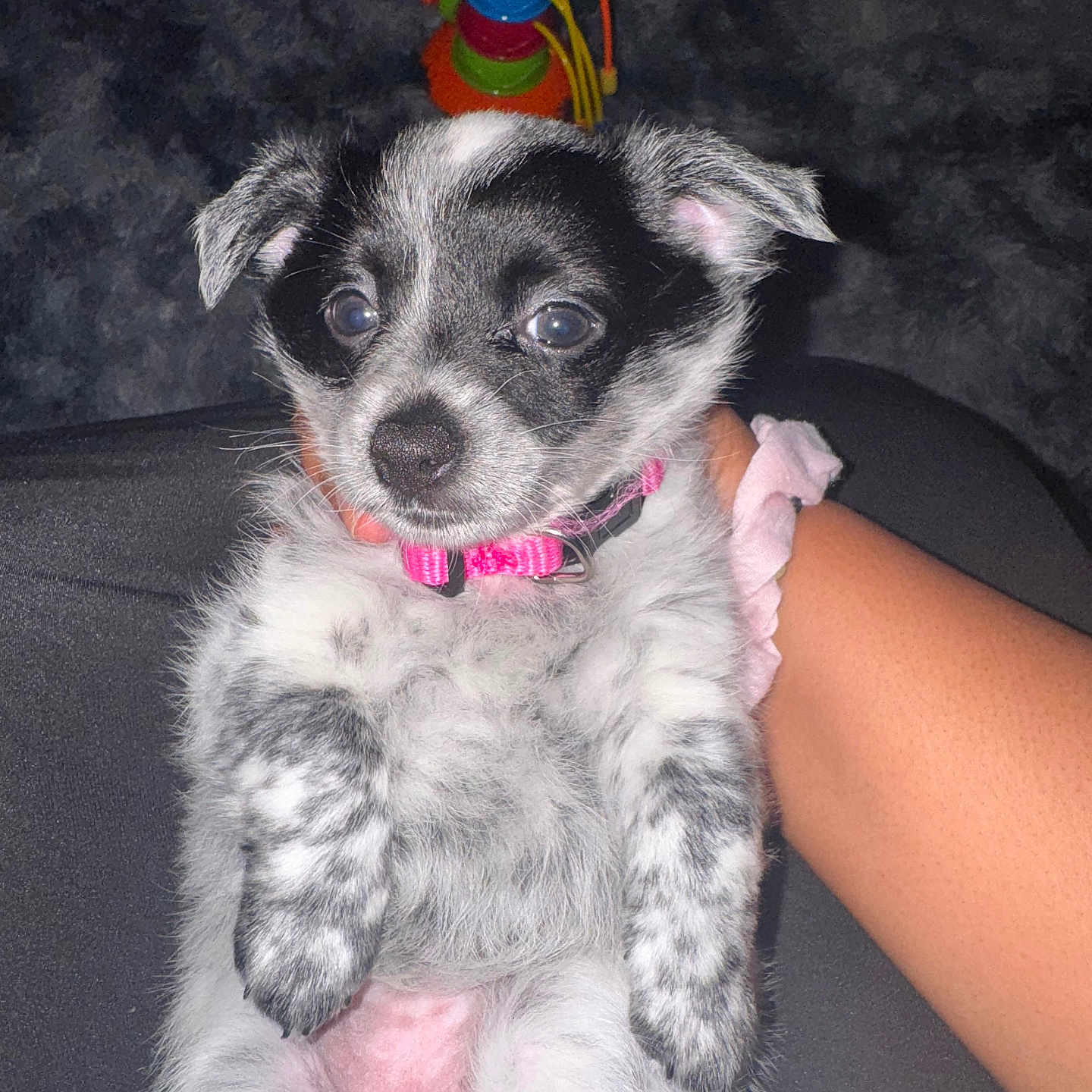 Luna is registered to the contest to win money with this photo: puppy, dog, black_and_white, pink_collar, pet, cute, animal, fur, small_dog, indoor, toy, human_arm, hand, looking, lying_down, close_up, young, domestic_animal, fluffy, adorable