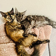 Moro is registered to the contest to win money with this photo: cat, kitten, feline, fluffy, snuggling, couch, blanket, pet, animal, fur, cute, resting, cozy, indoor, two, young, playful, soft, relaxed, domestic