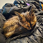 Lilith is registered to the contest to win money with this photo: kitten, sleeping, fur, black_jacket, cozy, pet, animal, indoor, closeup, resting, soft, cute, young, feline, warm, texture, zippers, relaxation, small, peaceful