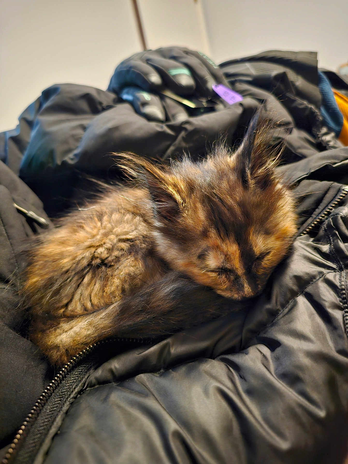 Lilith is registered to the contest to win money with this photo: kitten, sleeping, fur, black_jacket, cozy, pet, animal, indoor, closeup, resting, soft, cute, young, feline, warm, texture, zippers, relaxation, small, peaceful