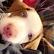 Sassy is registered to the contest to win money with this photo: puppy, dog, close_up, blue_eyes, fur, snuggling, blanket, fabric, indoor, cute, pet, animal, young_dog, nose, ears, soft_texture, warm, cozy, portrait, companion