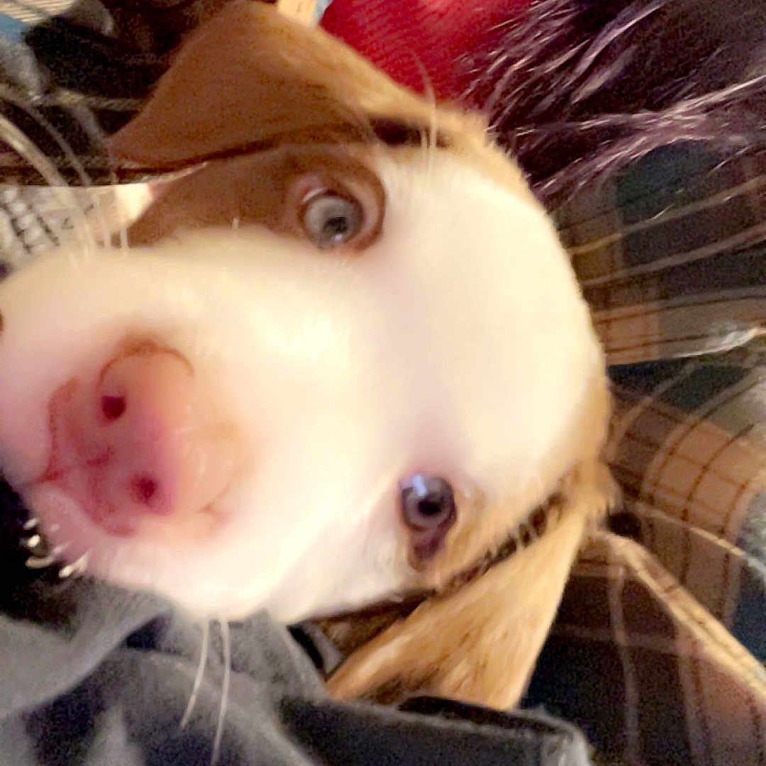 Sassy is registered to the contest to win money with this photo: puppy, dog, close_up, blue_eyes, fur, snuggling, blanket, fabric, indoor, cute, pet, animal, young_dog, nose, ears, soft_texture, warm, cozy, portrait, companion